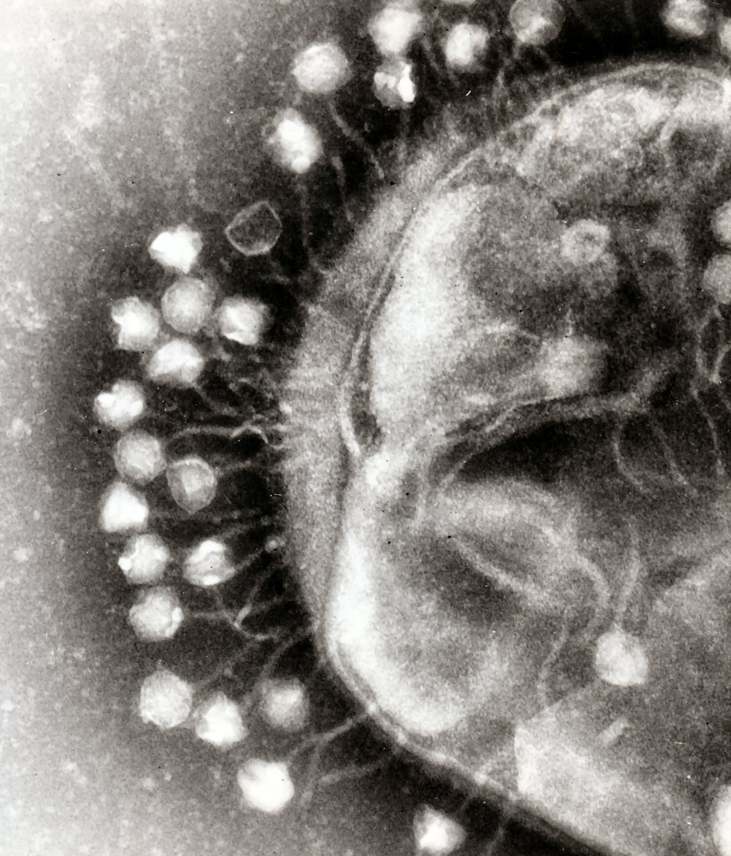 Bacteriophages: The Most Common Life-Like Form on Earth