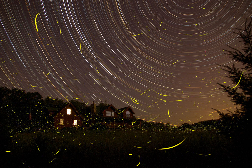 A Summer Night's Dream