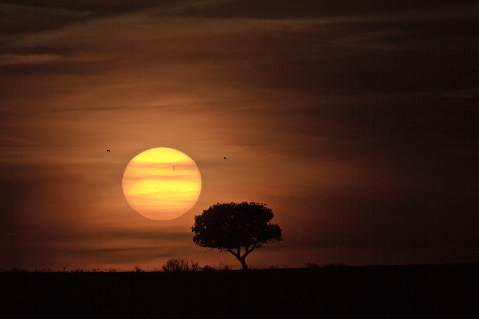 Sunspot Group 1429 and the Distant Sun