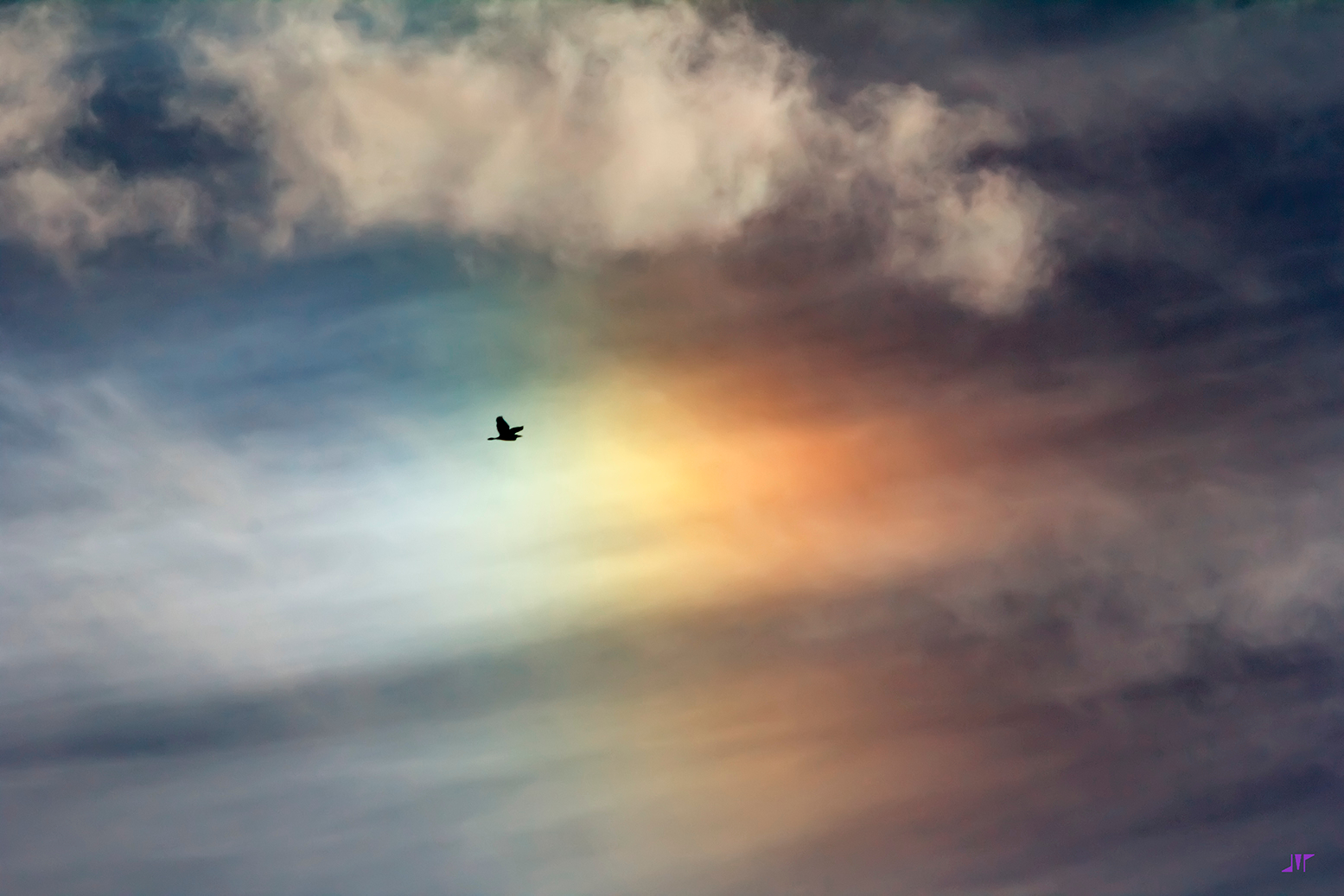 Bird Sun Dog