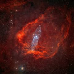 Preview of A Giant Squid in the Flying Bat