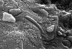 Preview of Pictured: An Ancient Martian?
