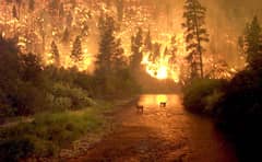 Preview of Fire on Earth
