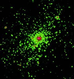 Preview of NGC 3603: X-Rays From A Starburst Cluster