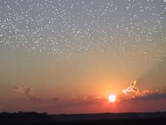 Preview of A Flock of Stars