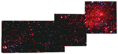 Preview of X-Ray Stars and Winds in the Rosette Nebula