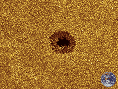 Preview of Sunspot Metamorphosis: From Bottom to Top