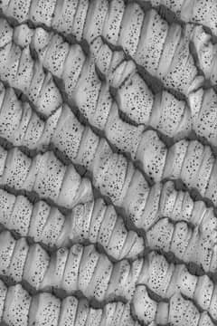 Preview of The Dotted Dunes of Mars