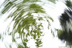 Preview of Circum-axial Leaf Trails