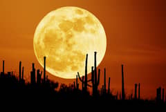 Preview of Saguaro Moon