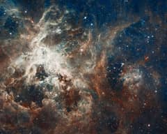 Preview of Star Formation in the Tarantula Nebula