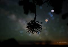 Preview of Star Colors and Pinyon Pine
