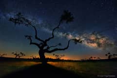 Preview of The Galaxy Tree