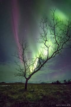 Preview of The Aurora Tree