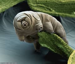Preview of Tardigrade in Moss