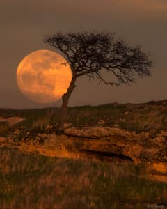 Preview of Blue Moon Tree