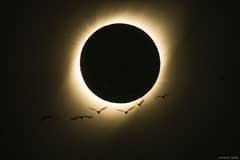 Preview of Birds During a Total Solar Eclipse