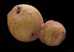 Preview of Asteroid or Potato?