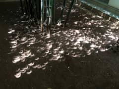 Preview of Eclipse under the Bamboo