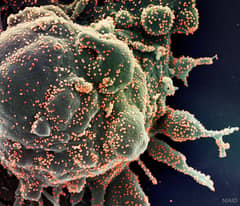 Preview of Novel Coronavirus Attacks Humanity