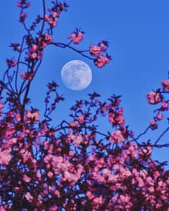 Preview of Pink and the Perigee Moon