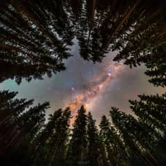 Preview of Framed by Trees: A Window to the Galaxy