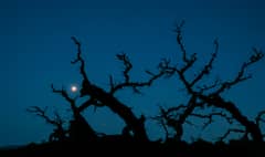 Preview of Blood Monster Moon