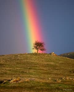 Preview of Rainbow Tree