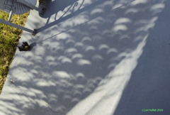Preview of Palm Tree Partial Eclipse