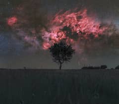 Preview of Cygnus and the Solitary Tree