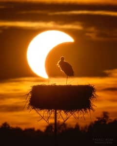 Preview of The Eclipse and the Stork