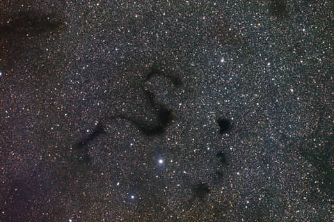 Snake in the Dark