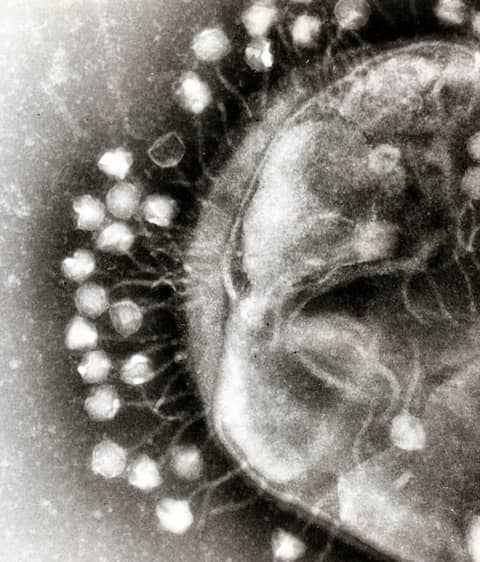 Bacteriophages: The Most Common Life-Like Form on Earth