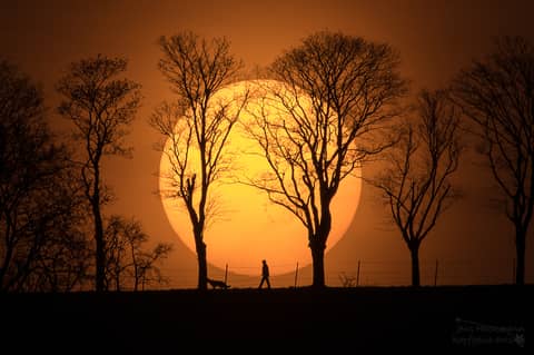 Man, Dog, Sun
