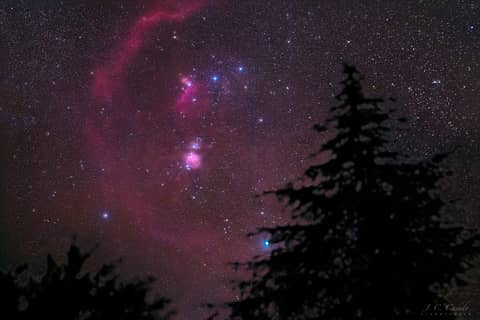 Orion Pines
