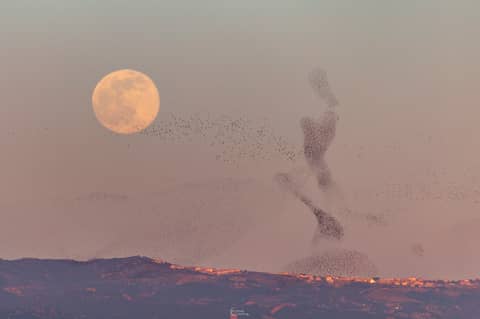 The Full Moon and the Dancer