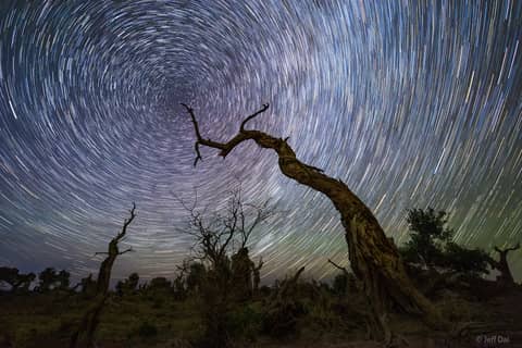 North Celestial Tree