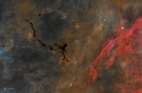 A Dark Seahorse in Cepheus