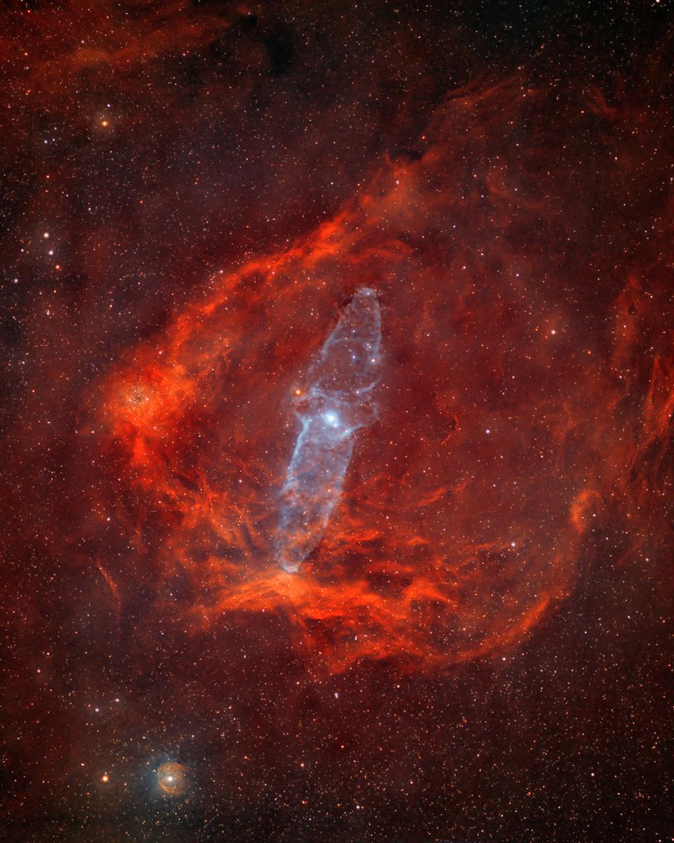 A Giant Squid in the Flying Bat