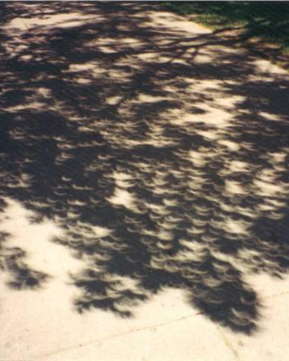 The Eclipse Tree