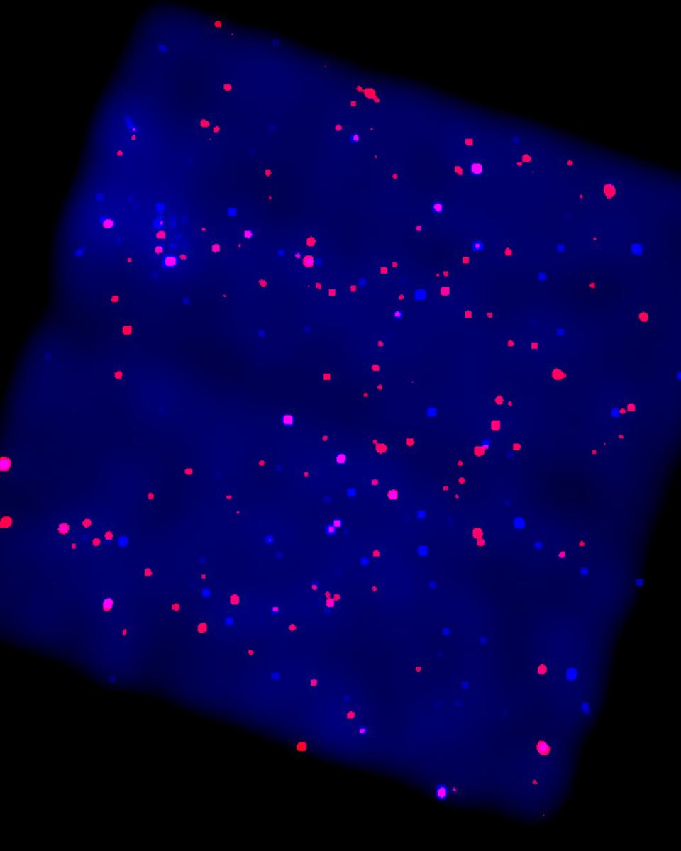 X-Rays from the Galactic Plane