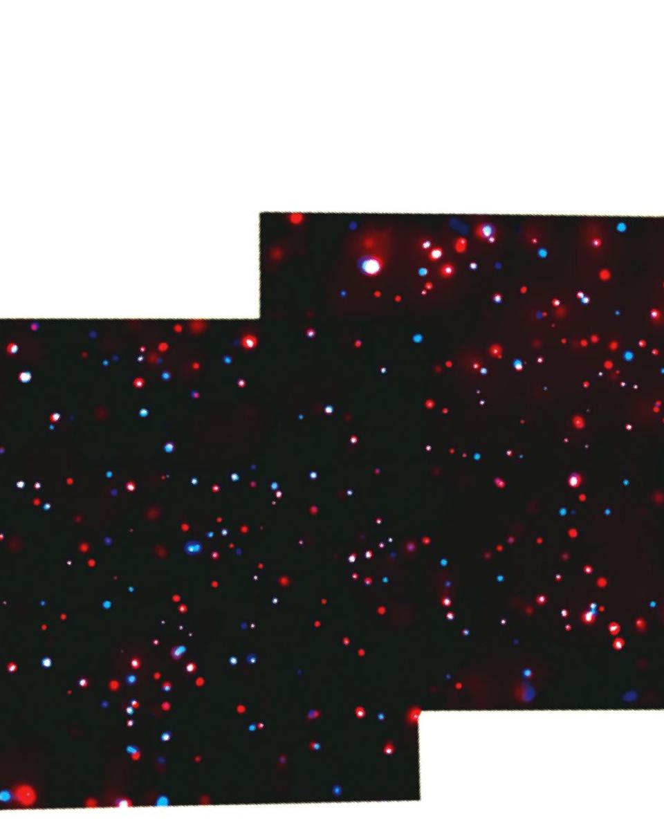 X-Ray Stars and Winds in the Rosette Nebula