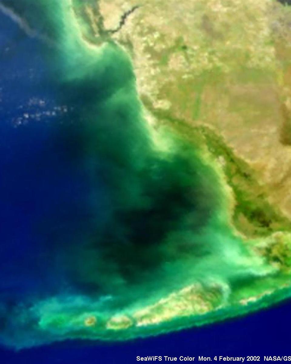 Mysterious Black Water in Florida Bay
