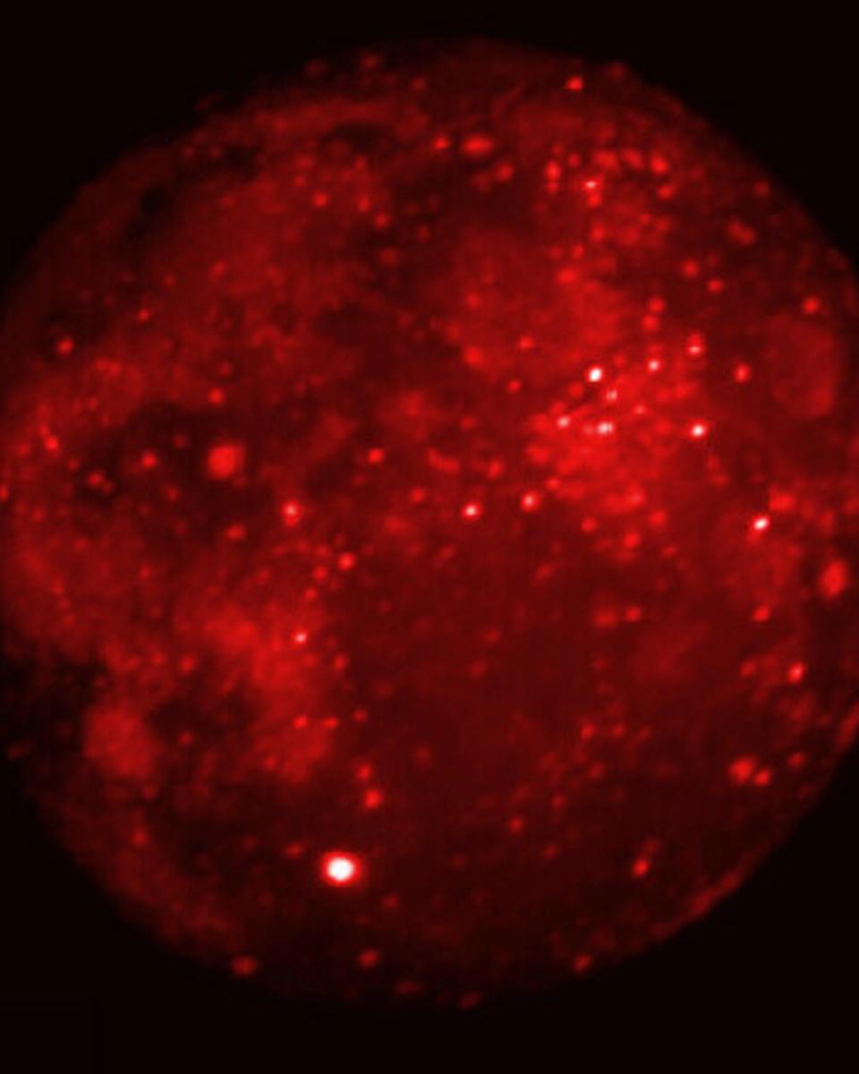 Eclipsed Moon in Infrared