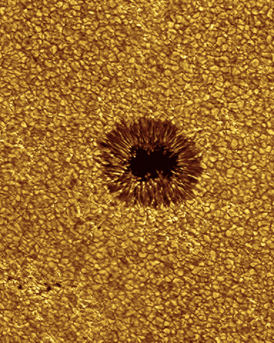 Sunspot Metamorphosis: From Bottom to Top
