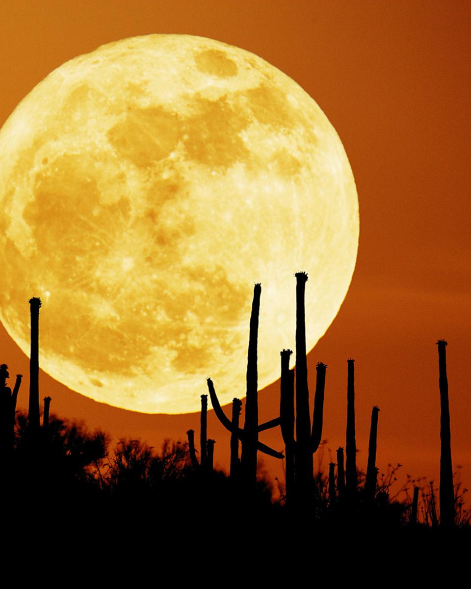 Saguaro Moon
