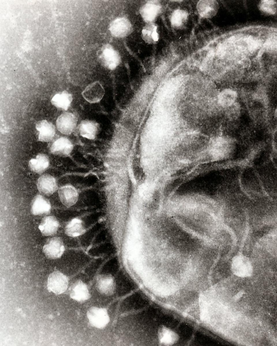 Bacteriophages: The Most Common Life-Like Form on Earth