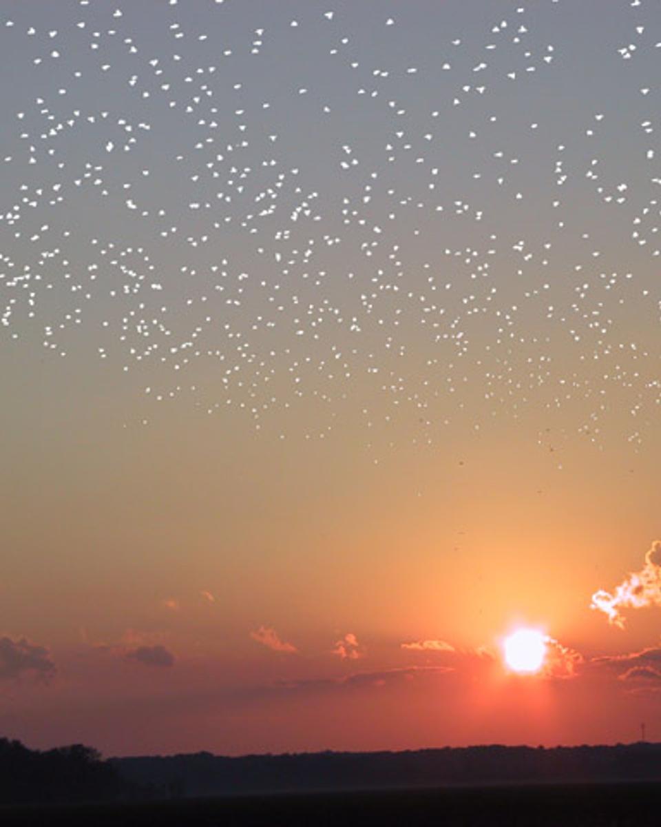 A Flock of Stars