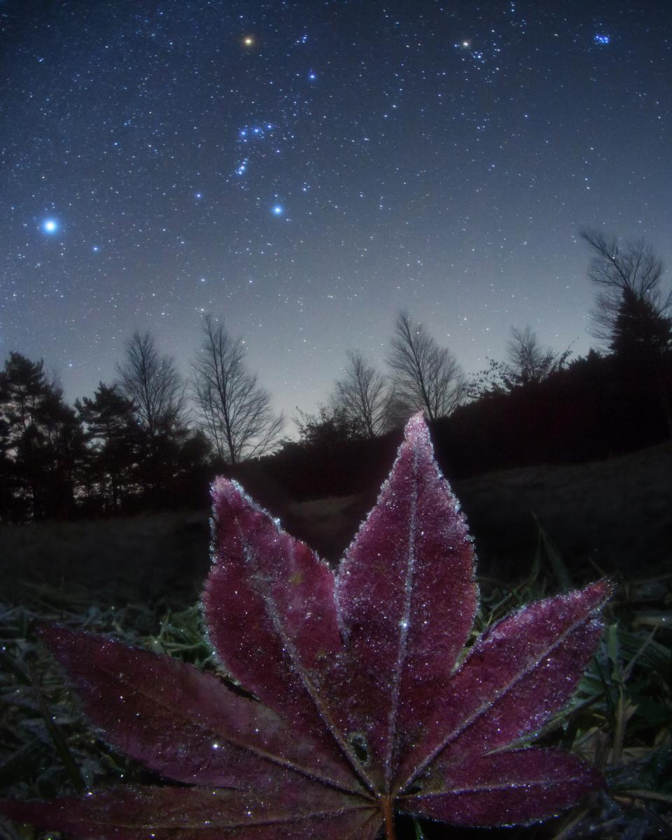 Frosted Leaf Orion
