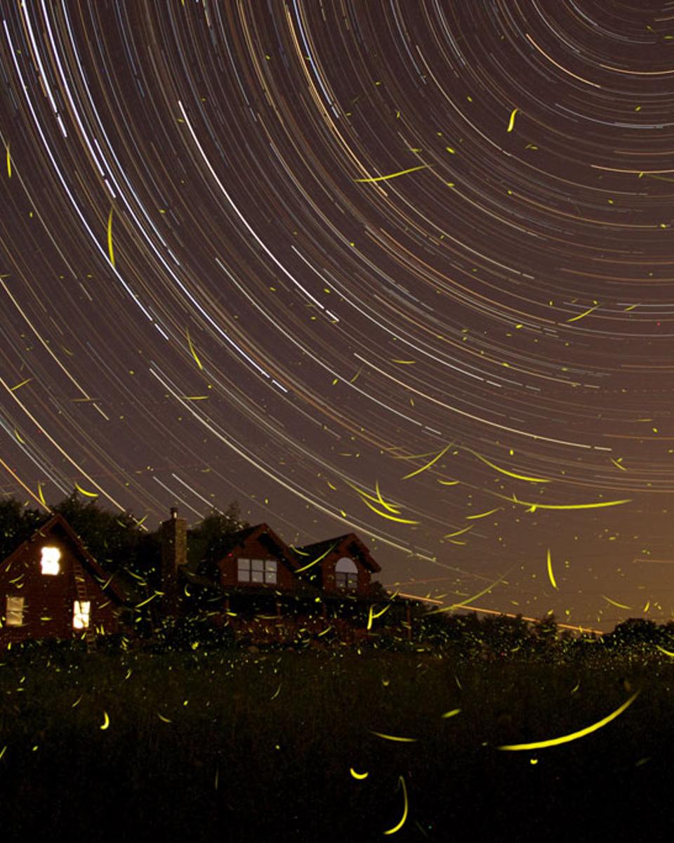 A Summer Night's Dream